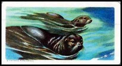 46 Fur Seal